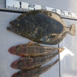 磯部釣船 直栄丸 釣果