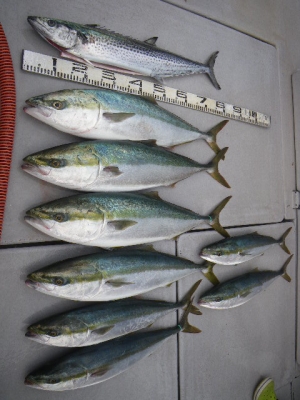 磯部釣船 直栄丸 釣果