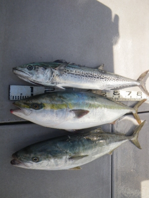 磯部釣船 直栄丸 釣果