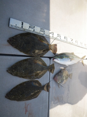 磯部釣船 直栄丸 釣果