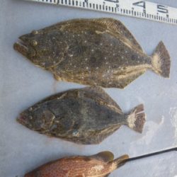 磯部釣船 直栄丸 釣果