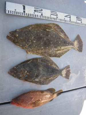 磯部釣船 直栄丸 釣果