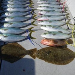 磯部釣船 直栄丸 釣果