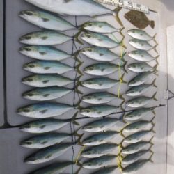 磯部釣船 直栄丸 釣果