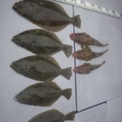 磯部釣船 直栄丸 釣果