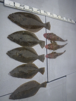 磯部釣船 直栄丸 釣果