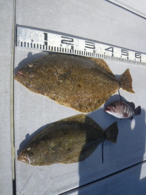 磯部釣船 直栄丸 釣果