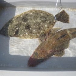 磯部釣船 直栄丸 釣果