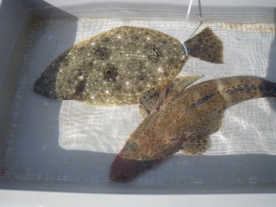 磯部釣船 直栄丸 釣果