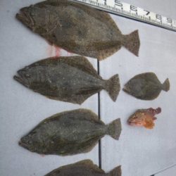 磯部釣船 直栄丸 釣果