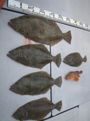 磯部釣船 直栄丸 釣果