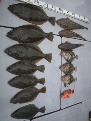 磯部釣船 直栄丸 釣果