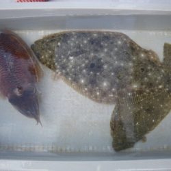 磯部釣船 直栄丸 釣果