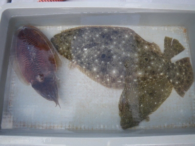 磯部釣船 直栄丸 釣果