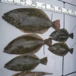 磯部釣船 直栄丸 釣果