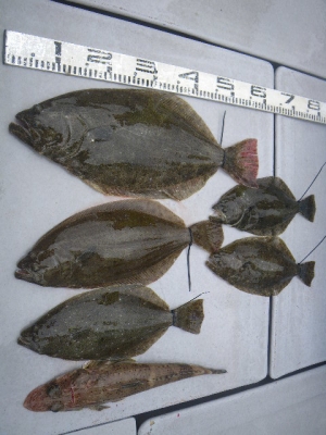 磯部釣船 直栄丸 釣果