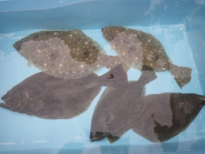 磯部釣船 直栄丸 釣果