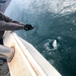 オーシャンズ 京都 釣果