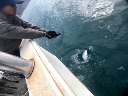 オーシャンズ 京都 釣果