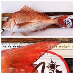 フィシングボートAir(エアー) 釣果