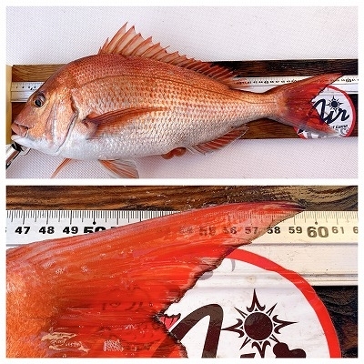 フィシングボートAir(エアー) 釣果