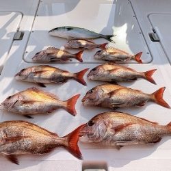 フィシングボートAir(エアー) 釣果