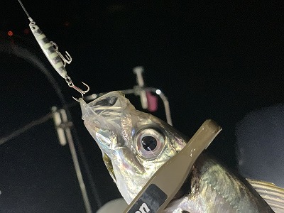 フィシングボートAir(エアー) 釣果