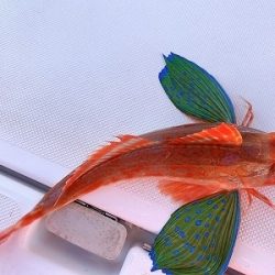 フィシングボートAir(エアー) 釣果