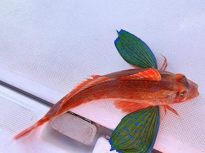 フィシングボートAir(エアー) 釣果