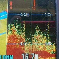 深川 吉野屋 釣果