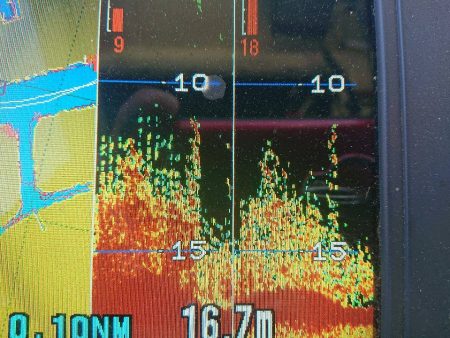 深川 吉野屋 釣果