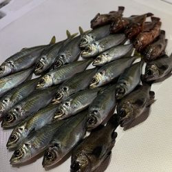 フィシングボートAir(エアー) 釣果