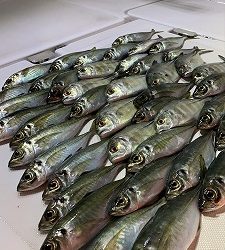 フィシングボートAir(エアー) 釣果