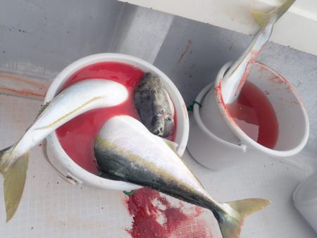 Aquanaut(アクアノート) 釣果