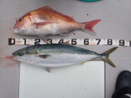 Aquanaut(アクアノート) 釣果