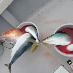 Aquanaut(アクアノート) 釣果