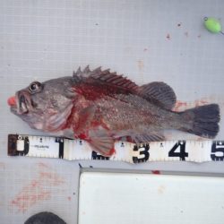 Aquanaut(アクアノート) 釣果