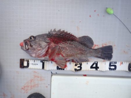 Aquanaut(アクアノート) 釣果