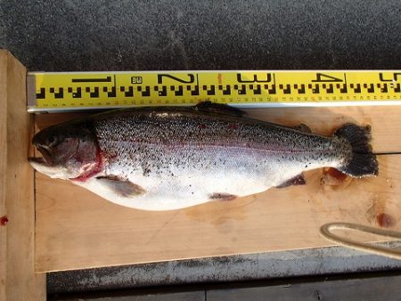 志高湖フィッシング 釣果