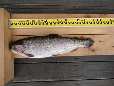 志高湖フィッシング 釣果