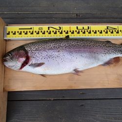 志高湖フィッシング 釣果