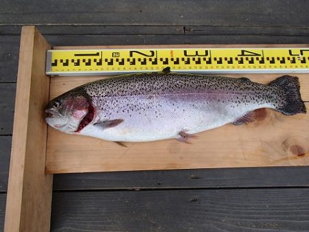 志高湖フィッシング 釣果