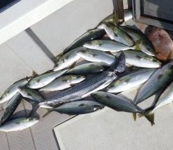 えすぽあ 釣果