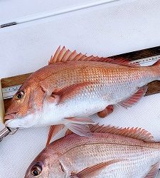 フィシングボートAir(エアー) 釣果