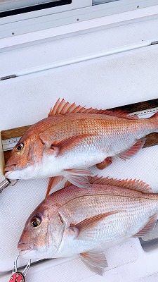 フィシングボートAir(エアー) 釣果