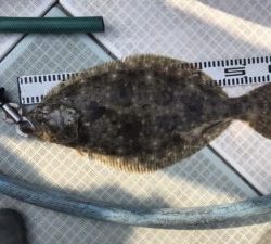 さぶろう丸 釣果