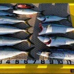 火遠理丸(ほおりまる) 釣果