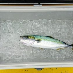 火遠理丸(ほおりまる) 釣果