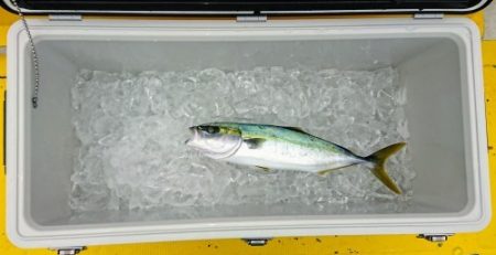 火遠理丸(ほおりまる) 釣果