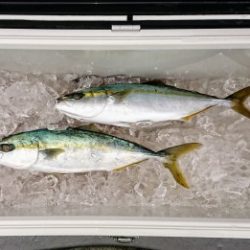 火遠理丸(ほおりまる) 釣果